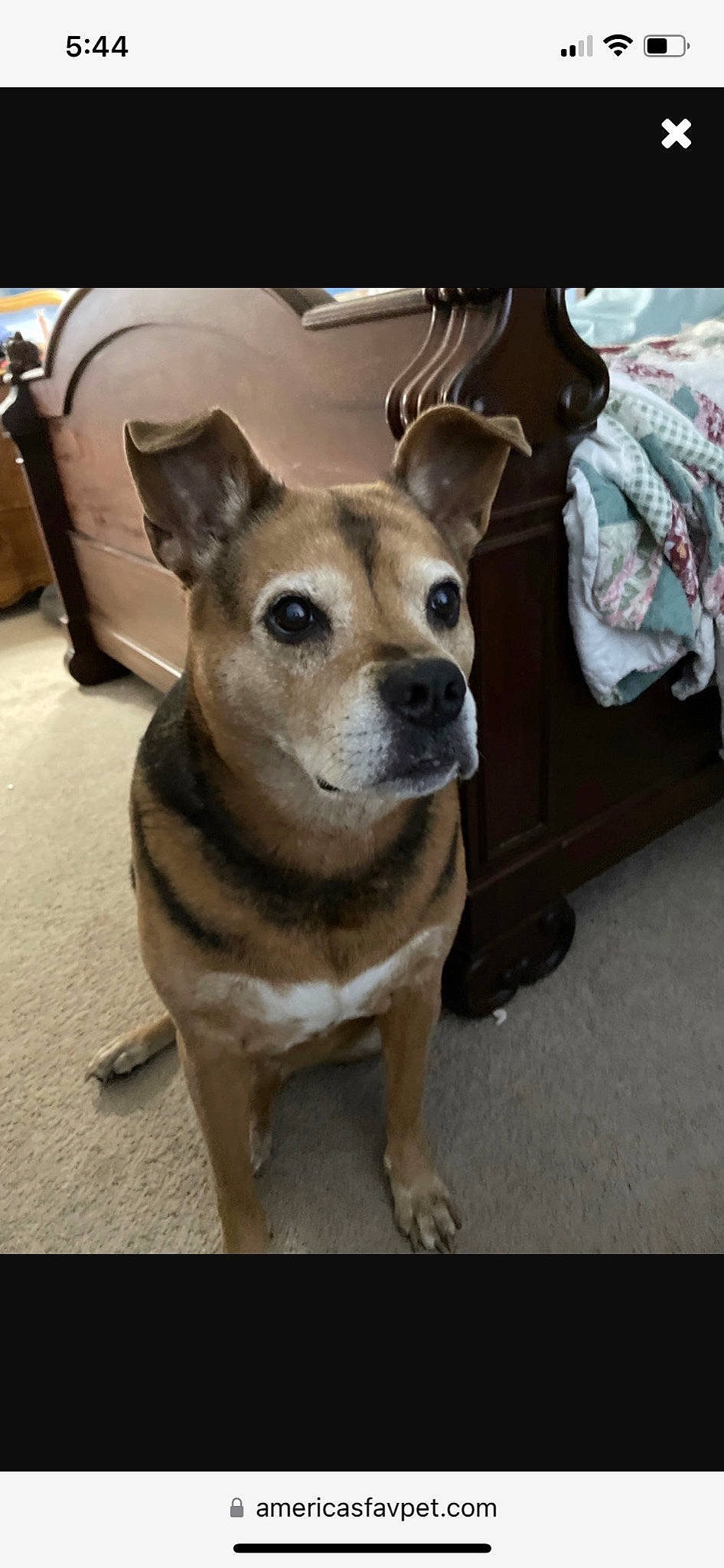 Shelly joined the competition — help win amazing prizes! ancient_dog_breeds, canidae, carnivore, collar, companion_dog, dog, dog_breed, dog_supply, fawn, flooring, fur, non_sporting_group, paw, plastic_bag, snout, sporting_group, toy_dog, whiskers, working_animal