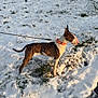 dog, bull_terrier, snow, leash, collar, grass, outdoor, winter, animal, pet, canine, side_view, alert, walking, nature, rural, field, daylight, road, fence