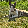 dog, bull_terrier, grass, outdoor, sunlight, pet, animal, canine, lying_down, ears, white, brown, nature, summer, daylight, relaxed, muzzle, snout, fur, portrait