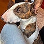 dog, bull_terrier, brindle, white_fur, side_profile, close_up, pet, indoor, kitchen, human_leg, jeans, furniture, table, bottle, warm_lighting, resting, ears_up, snout, fur_pattern, companion