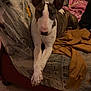 dog, bull_terrier, couch, indoor, pet, animal, blanket, brown, white, crossed_paws, furniture, relaxed, companion, household, domestic, cozy, portrait, looking_at_camera, ears_up, resting