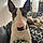 Rosco