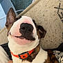 dog, pet, close_up, smiling, orange_collar, lying_down, indoor, mattress, bed, happy, canine, brown_and_white, face, nose, ears, fur, paw, hand, relaxed, domestic_animal