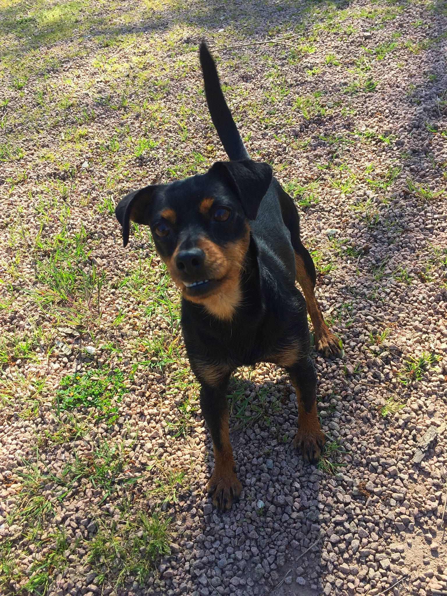 Jenny a rejoint le concours — aidez-le/la à gagner de superbes lots ! black_and_tan_terrier, canidae, carlin_pinscher, carnivore, dog, dog_breed, german_pinscher, huntaway, hunting_dog, mammal, miniature_pinscher, rottweiler, sporting_group, vertebrate, working_dog