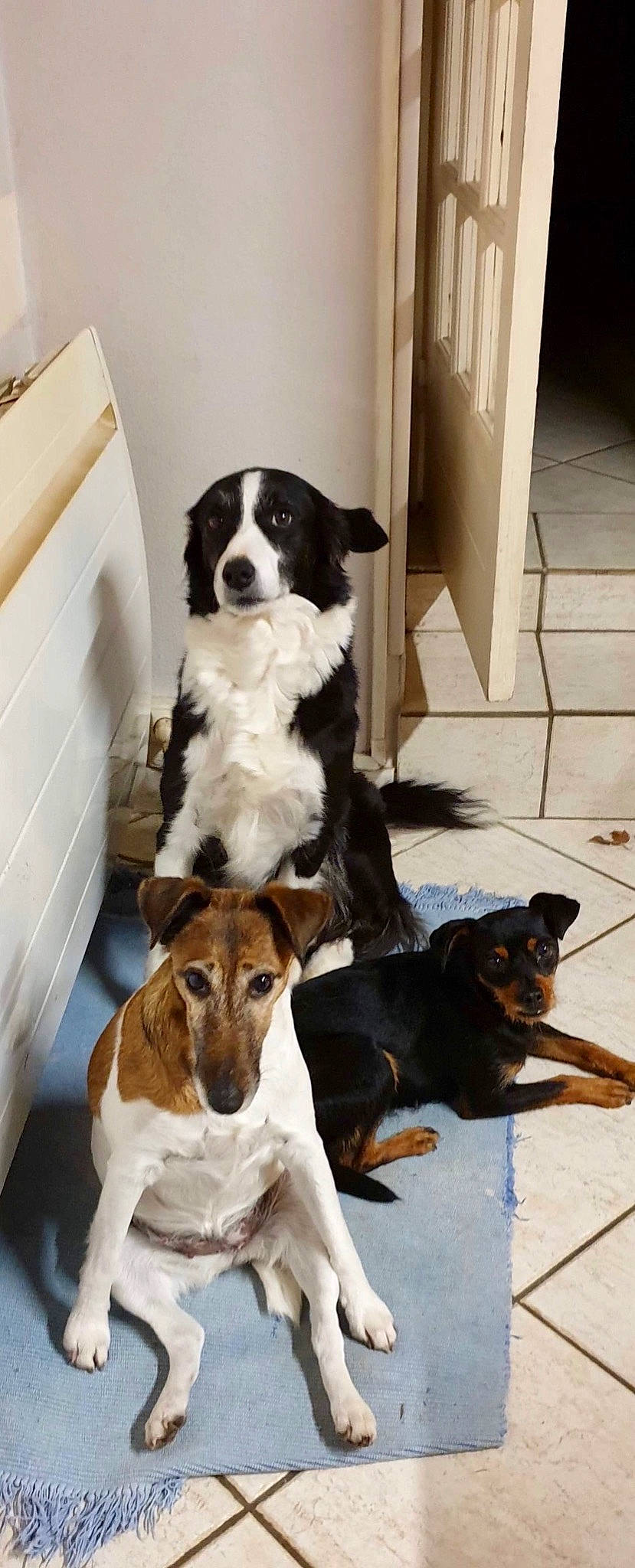 Jenny participe au concours pour gagner de l'argent avec cette photo : american_foxhound, appenzeller_sennenhund, border_collie, brazilian_terrier, canidae, carnivore, companion_dog, danish_swedish_farmdog, dog, dog_breed, finnish_hound, hunting_dog, mammal, rare_breed_dog, sporting_group, treeing_walker_coonhound, vertebrate, working_dog