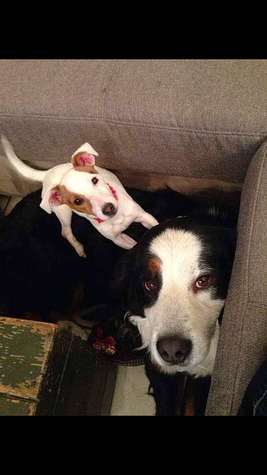 Minnie participe au concours pour gagner de l'argent avec cette photo : american_pit_bull_terrier, canidae, carnivore, dog, dog_breed, ear, fawn, jack_russell_terrier, mammal, non_sporting_group, nose, pit_bull, pointer, puppy, puppy_love, snout, sporting_group, street_dog, tail, vertebrate