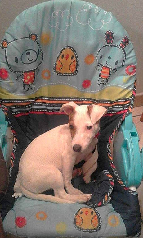 Minnie a rejoint le concours — aidez-le/la à gagner de superbes lots ! american_hairless_terrier, canidae, carnivore, dog, dog_breed, italian_greyhound, mammal, non_sporting_group, puppy, vertebrate