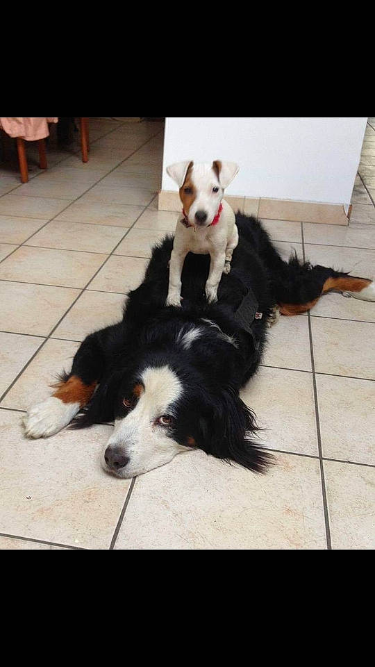 Minnie participe au concours pour gagner de l'argent avec cette photo : australian_shepherd, bernese_mountain_dog, border_collie, canidae, carnivore, cavalier_king_charles_spaniel, companion_dog, dog, dog_breed, english_shepherd, mammal, rare_breed_dog, sporting_group, vertebrate, working_dog