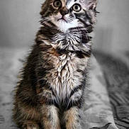 Sienna participe au concours pour gagner de l'argent avec cette photo : cat, kitten, tabby, fur, whiskers, ears, eyes, paws, bedspread, indoor, pet, animal, cute, curious, sitting, feline, young, portrait, soft, mammal