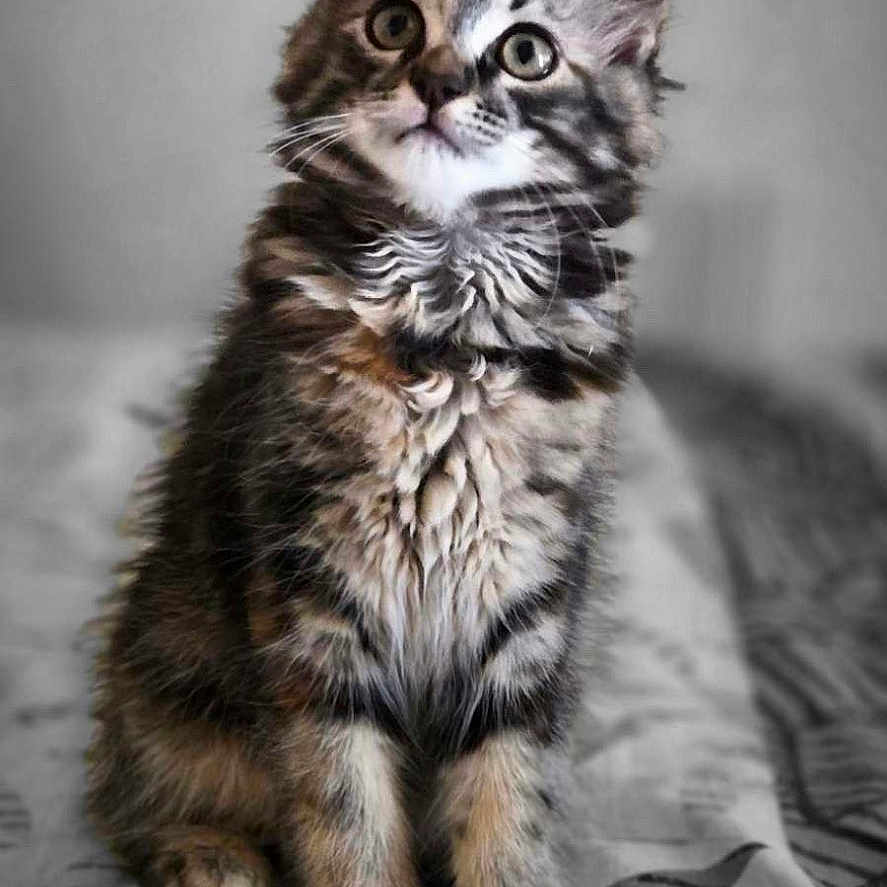 Sienna participe au concours pour gagner de l'argent avec cette photo : animal, bedspread, cat, curious, cute, ears, eyes, feline, fur, indoor, kitten, mammal, paws, pet, portrait, sitting, soft, tabby, whiskers, young