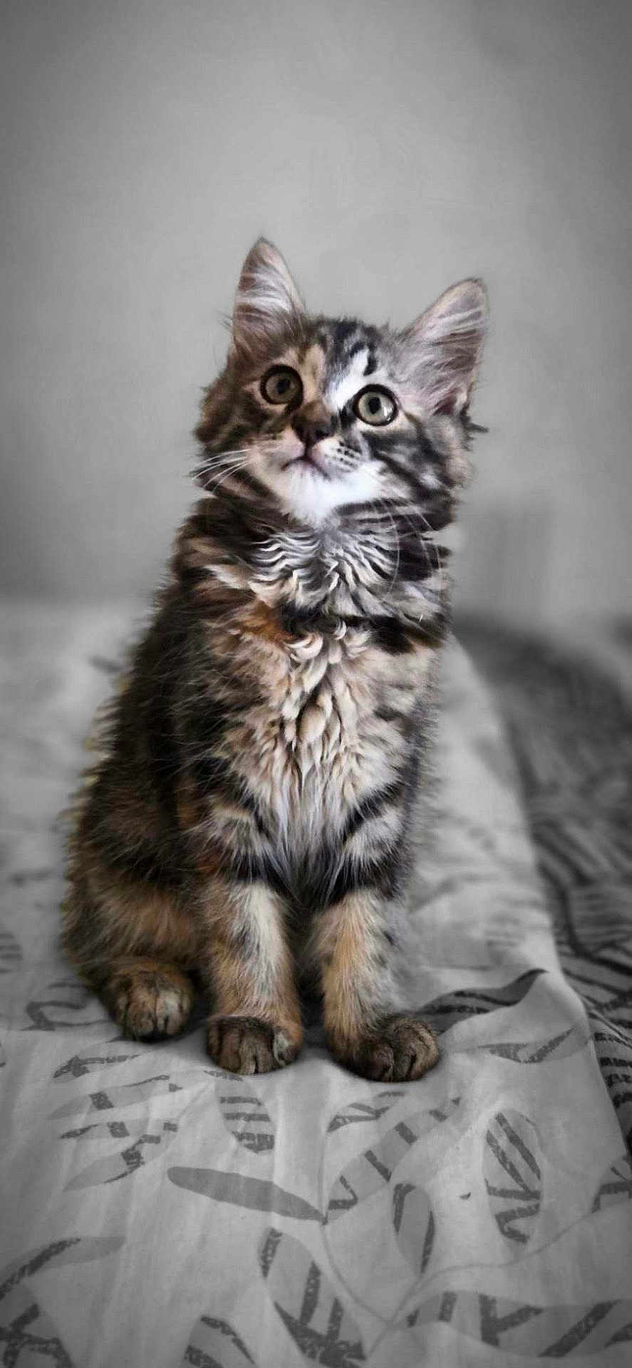 Sienna participe au concours pour gagner de l'argent avec cette photo : cat, kitten, tabby, fur, whiskers, ears, eyes, paws, bedspread, indoor, pet, animal, cute, curious, sitting, feline, young, portrait, soft, mammal