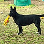 Raven joined the competition — help win amazing prizes! dog, black_dog, blue_eyes, rubber_chicken, toy, grass, yard, outdoor, playful, pet, animal, standing, alert, nature, green, fence, daylight, muzzle, ears, tail
