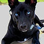 Raven joined the competition — help win amazing prizes! dog, black_dog, blue_eyes, close_up, pet, animal, lying_down, ears_up, white_paws, outdoor, concrete, fur, canine, portrait, looking_at_camera, intense_gaze, daylight, collar, paw, hypnotic_eyes
