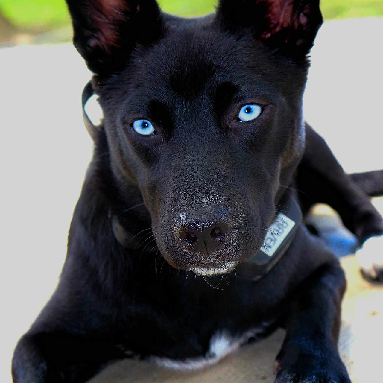 Raven joined the competition — help win amazing prizes! animal, black_dog, blue_eyes, canine, close_up, collar, concrete, daylight, dog, ears_up, fur, hypnotic_eyes, intense_gaze, looking_at_camera, lying_down, outdoor, paw, pet, portrait, white_paws