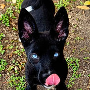 Raven joined the competition — help win amazing prizes! puppy, dog, black_dog, blue_eyes, tongue_out, outdoor, grass, dirt, cute, pet, animal, young_dog, ears_up, white_paws, nature, playful, curious, close_up, ground, small_dog