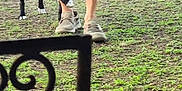 Raven is registered to the contest to win money with this photo: dog, black_dog, person, legs, denim_shorts, sneakers, outdoor, grass, toy, playful, pet, animal, walking, nature, iron_gate, daylight, pavement, casual, summer, fun