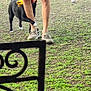 Raven is registered to the contest to win money with this photo: dog, black_dog, person, legs, denim_shorts, sneakers, outdoor, grass, toy, playful, pet, animal, walking, nature, iron_gate, daylight, pavement, casual, summer, fun