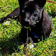 Raven joined the competition — help win amazing prizes! animal, black_dog, blue_eyes, canine, chewing, close_up, cute, dog, ears_up, grass, greenery, lying_down, nature, outdoor, pet, playful, puppy, summer, sunlight, young