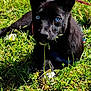 animal, black_dog, blue_eyes, canine, chewing, close_up, cute, dog, ears_up, grass, greenery, lying_down, nature, outdoor, pet, playful, puppy, summer, sunlight, young