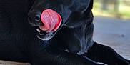 Raven is registered to the contest to win money with this photo: dog, black_dog, blue_eyes, tongue, licking, lying_down, outdoor, concrete_floor, close_up, pet, animal, canine, ears_up, collar, portrait, fur, snout, paw, daylight, blurred_background