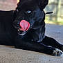 dog, black_dog, blue_eyes, tongue, licking, lying_down, outdoor, concrete_floor, close_up, pet, animal, canine, ears_up, collar, portrait, fur, snout, paw, daylight, blurred_background