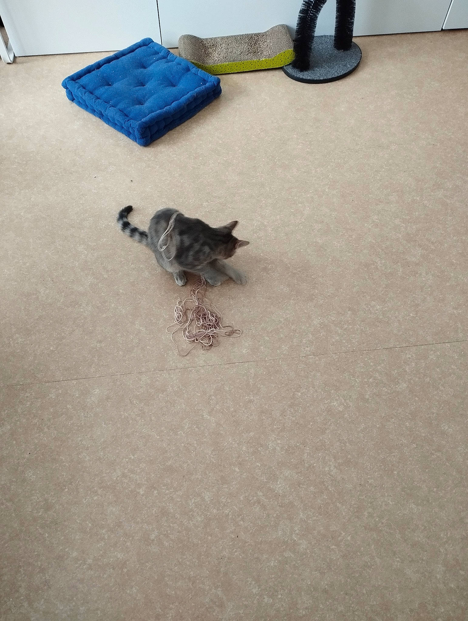 Harmonie a rejoint le concours — aidez-le/la à gagner de superbes lots ! asphalt, canidae, carnivore, carpet, cat, domestic_short_haired_cat, felidae, floor, flooring, fur, grey, hardwood, paw, road_surface, shadow, small_to_medium_sized_cats, tail, tile, whiskers, wood