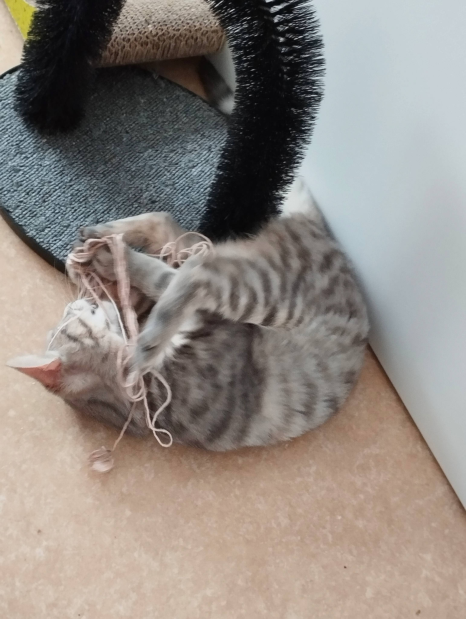 Harmonie participe au concours pour gagner de l'argent avec cette photo : carnivore, cat, claw, comfort, domestic_short_haired_cat, fashion_accessory, felidae, fur, grey, paw, small_to_medium_sized_cats, tail, terrestrial_animal, thread, whiskers, wool, woolen