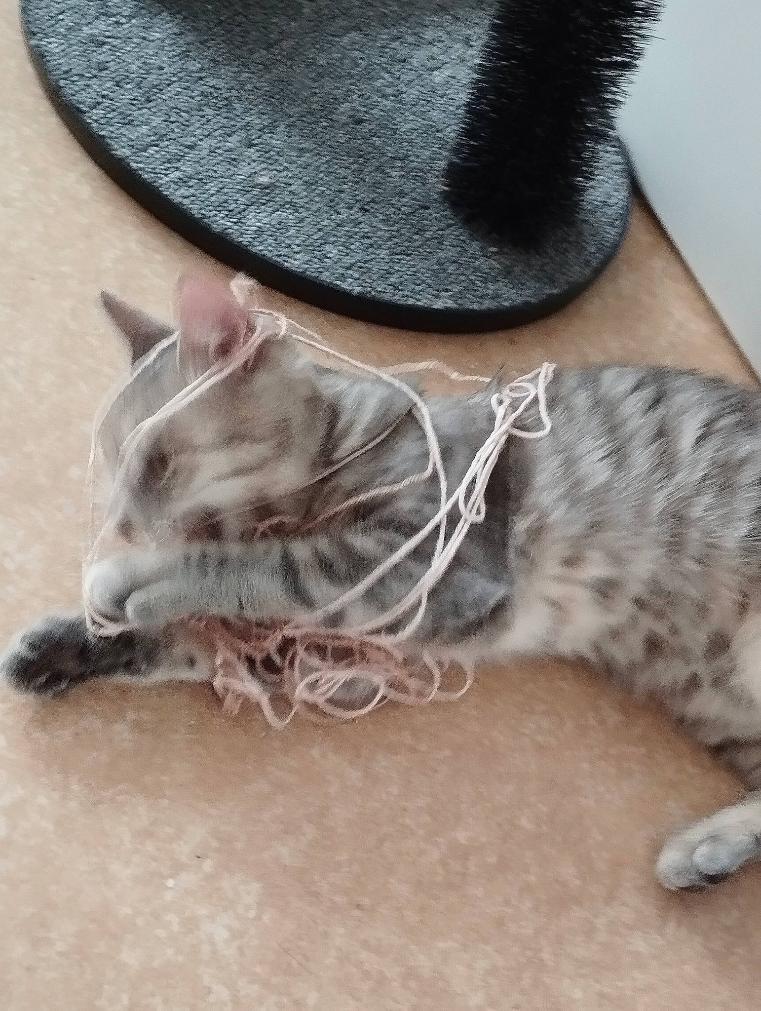 Harmonie participe au concours pour gagner de l'argent avec cette photo : canidae, carnivore, collar, costume_hat, denim, dog_breed, fashion_accessory, fawn, feather, fedora, felidae, fur, grey, hat, jewellery, sleeve, small_to_medium_sized_cats, snout, sunglasses, whiskers