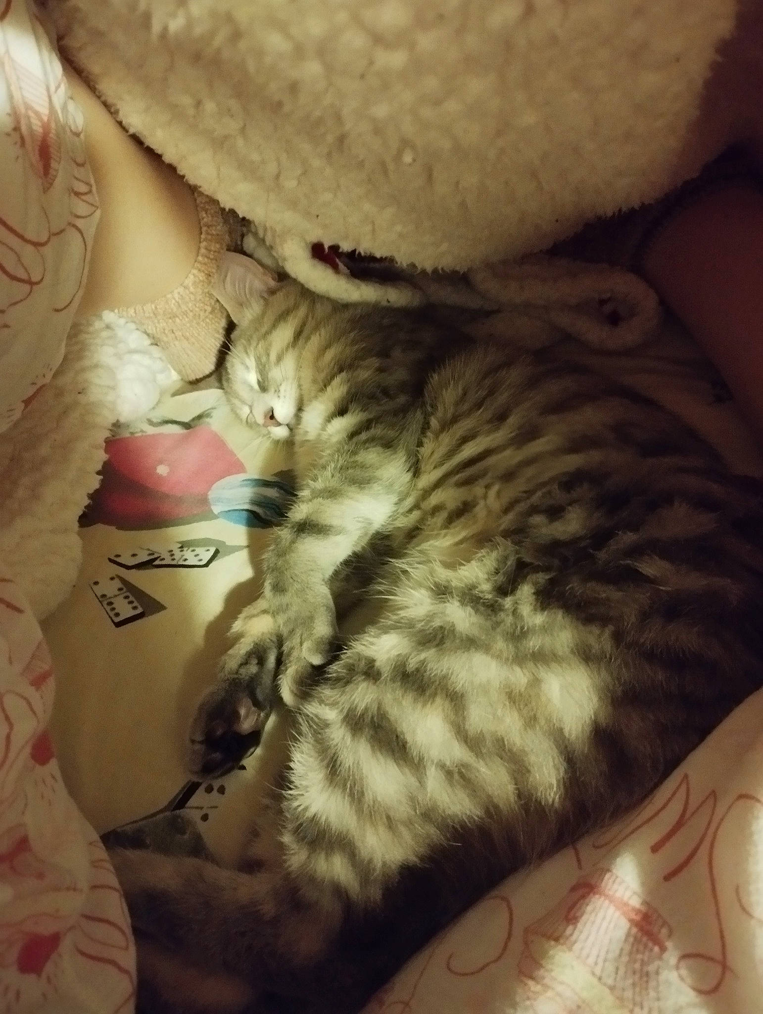 Harmonie a rejoint le concours — aidez-le/la à gagner de superbes lots ! bed, bed_sheet, bedding, carnivore, cat, claw, cloud, comfort, domestic_short_haired_cat, fawn, felidae, fur, grey, linens, nap, paw, small_to_medium_sized_cats, snout, tail, whiskers