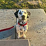 animal, canine, collar, concrete, curious, dalmatian, daytime, dog, grass, leash, looking_up, nature, outdoor, pet, puppy, sitting, spotted, sunlight, walk, young_dog