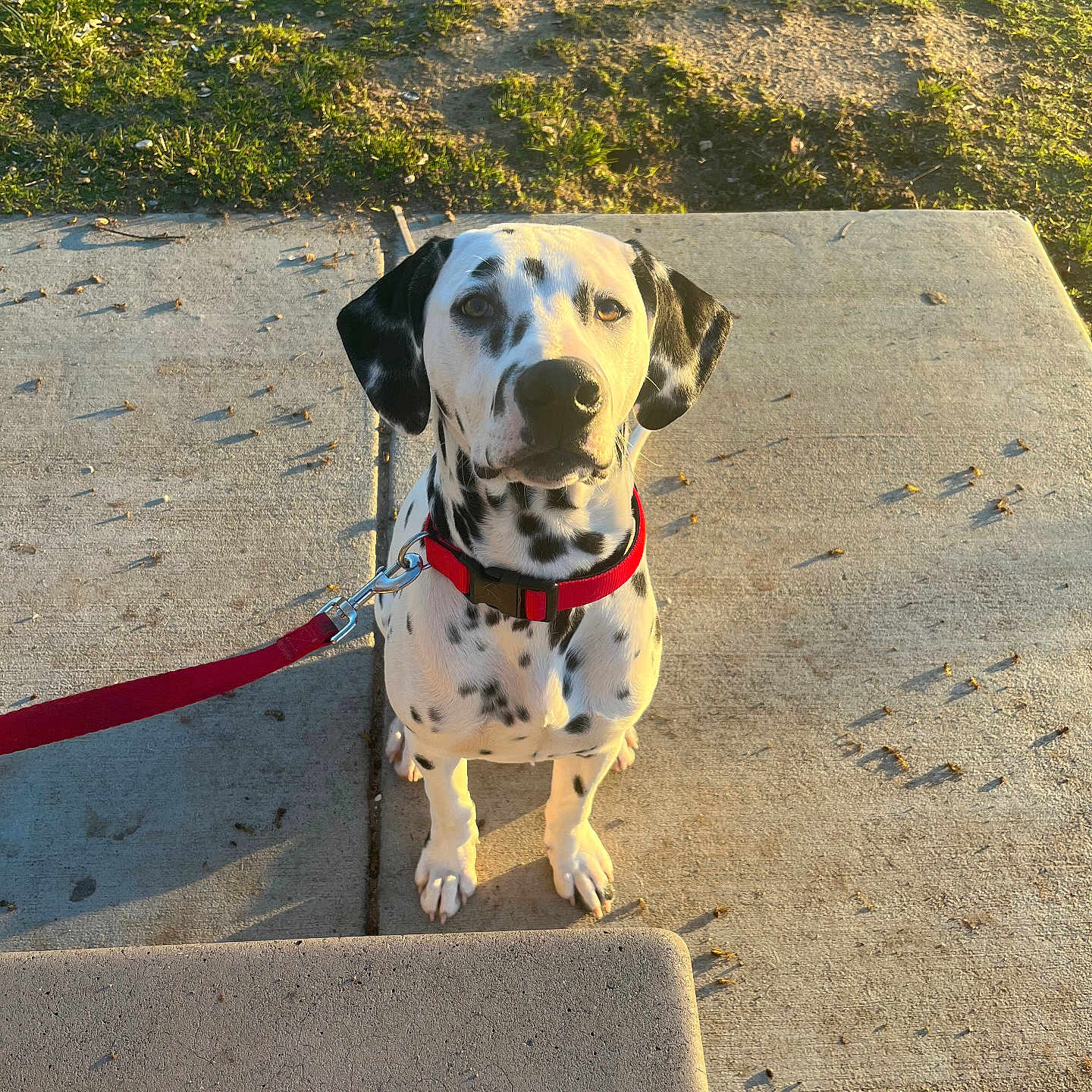 Apollo is registered to the contest to win money with this photo: animal, canine, collar, concrete, curious, dalmatian, daytime, dog, grass, leash, looking_up, nature, outdoor, pet, puppy, sitting, spotted, sunlight, walk, young_dog