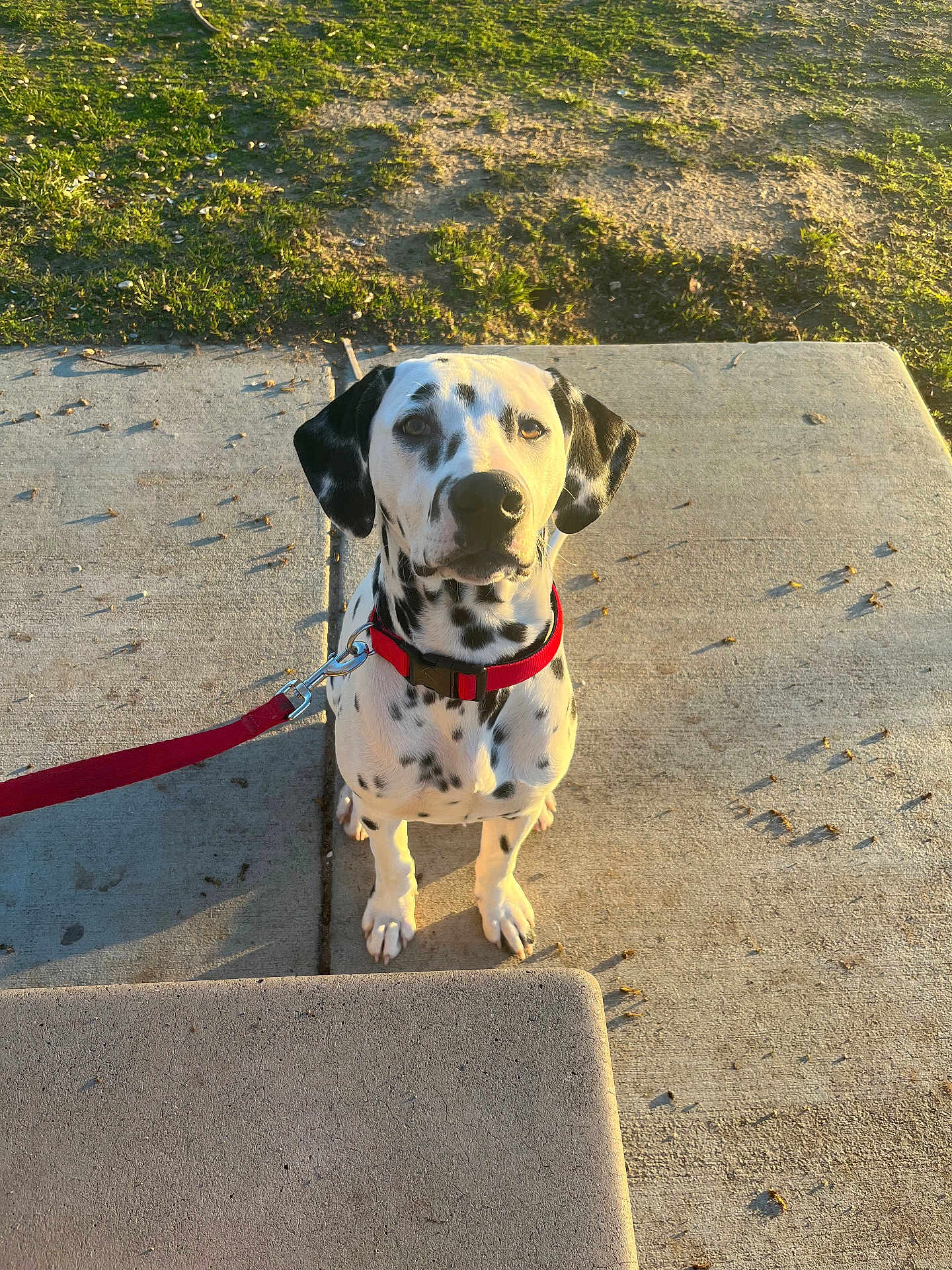 Apollo