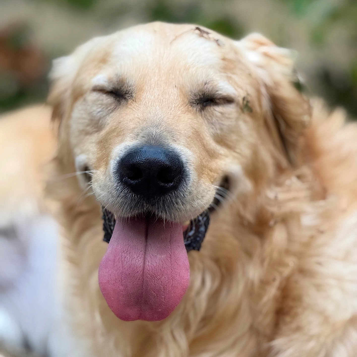 Loki participe au concours pour gagner de l'argent avec cette photo : animal, blurry_background, canine, close_up, cute, dog, friendly, fur, golden_retriever, happy, mammal, muddy, nature, outdoor, pet, playful, portrait, smiling, tongue, tongue_out