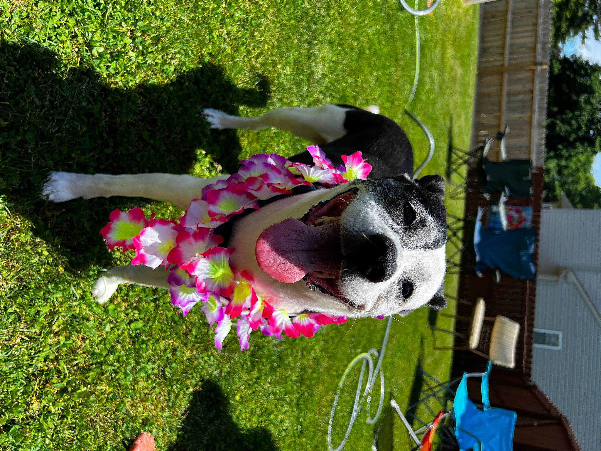 Spudz joined the competition — help win amazing prizes! carnivore, collar, companion_dog, dog, dog_breed, event, eyewear, fawn, flower, grass, groundcover, lawn_ornament, leisure, magenta, petal, pink, plant, sunglasses, toy, tree