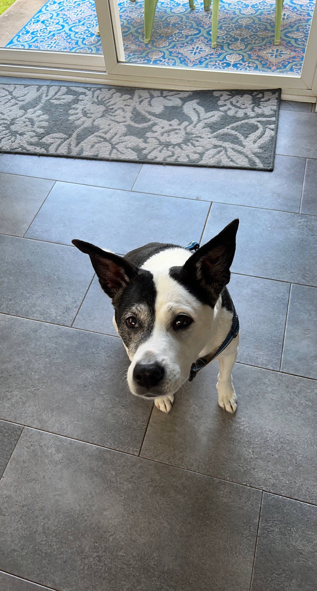 Spudz is registered to the contest to win money with this photo: canidae, carnivore, collar, companion_dog, dog, dog_breed, eye, flooring, non_sporting_group, paw, puppy, snout, sporting_group, street_dog, tail, tile_flooring, waste_container, whiskers, window, working_animal