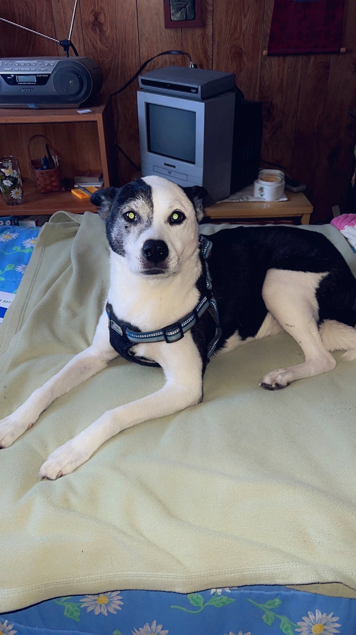 Spudz joined the competition — help win amazing prizes! carnivore, comfort, companion_dog, dog, dog_breed, dog_supply, fawn, flooring, foot, fur, furniture, home_appliance, human_leg, kitchen_appliance, knee, room, sporting_group, television, thigh, working_animal