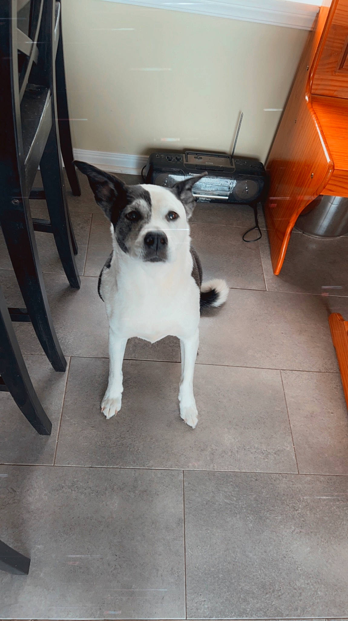 Spudz joined the competition — help win amazing prizes! canidae, carnivore, chair, collar, companion_dog, dog, dog_breed, dog_collar, fawn, floor, flooring, hardwood, pet_supply, snout, sporting_group, tail, toy_dog, whiskers, wood, working_animal