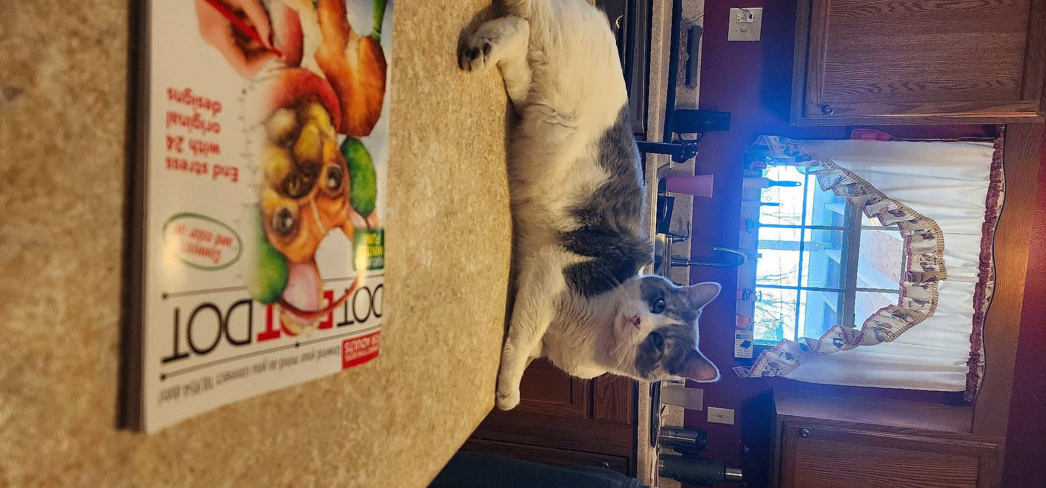 Bella joined the competition — help win amazing prizes! art, carnivore, collection, comfort_food, fawn, felidae, food_group, fur, mammal, natural_foods, plush, publication, room, snapshot, sporting_group, stuffed_toy, teddy_bear, toy, vertebrate, window