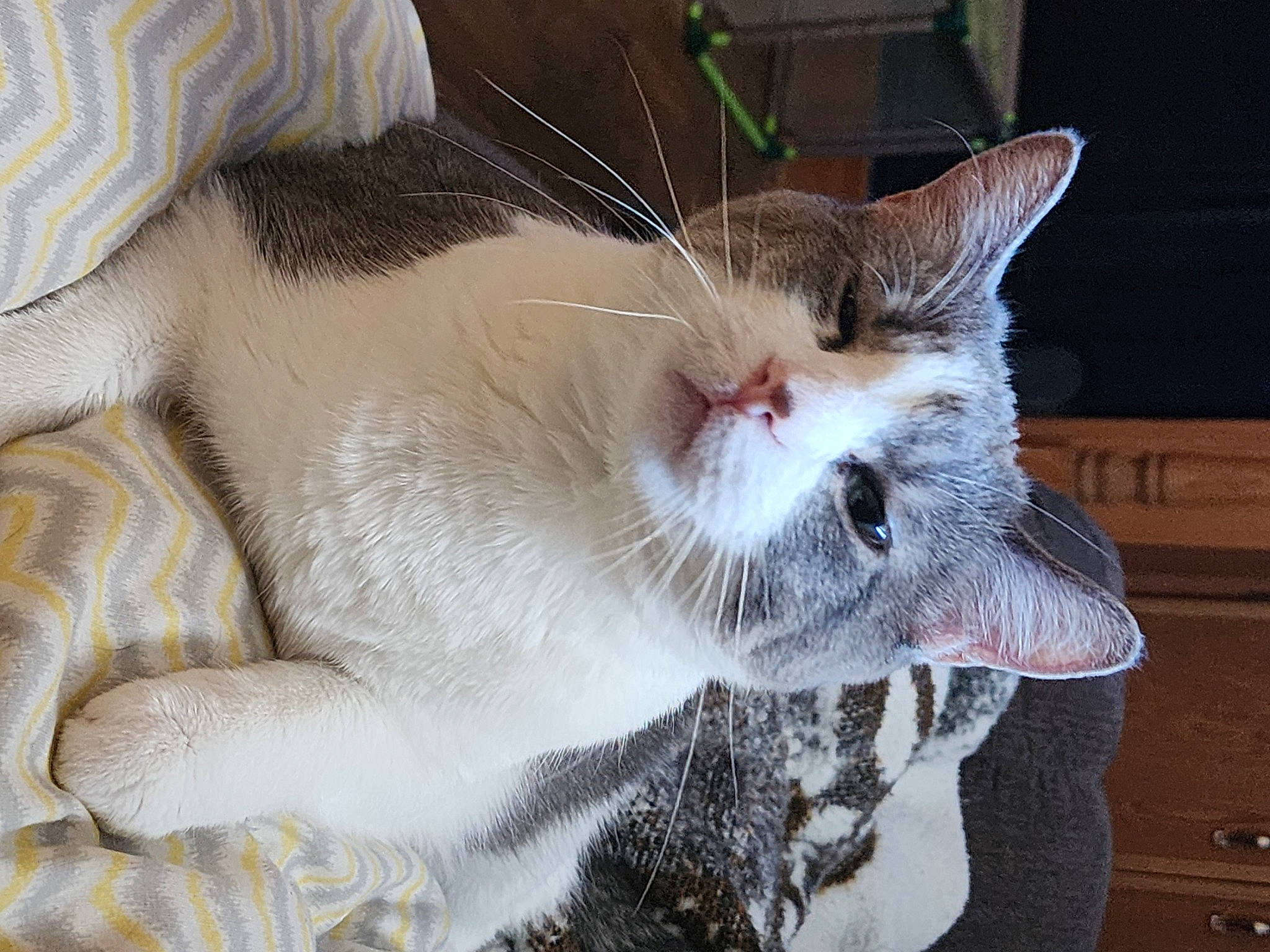 Bella joined the competition — help win amazing prizes! carnivore, cat, cat_supply, claw, domestic_short_haired_cat, fang, fawn, felidae, fur, paw, small_to_medium_sized_cats, snout, tail, whiskers