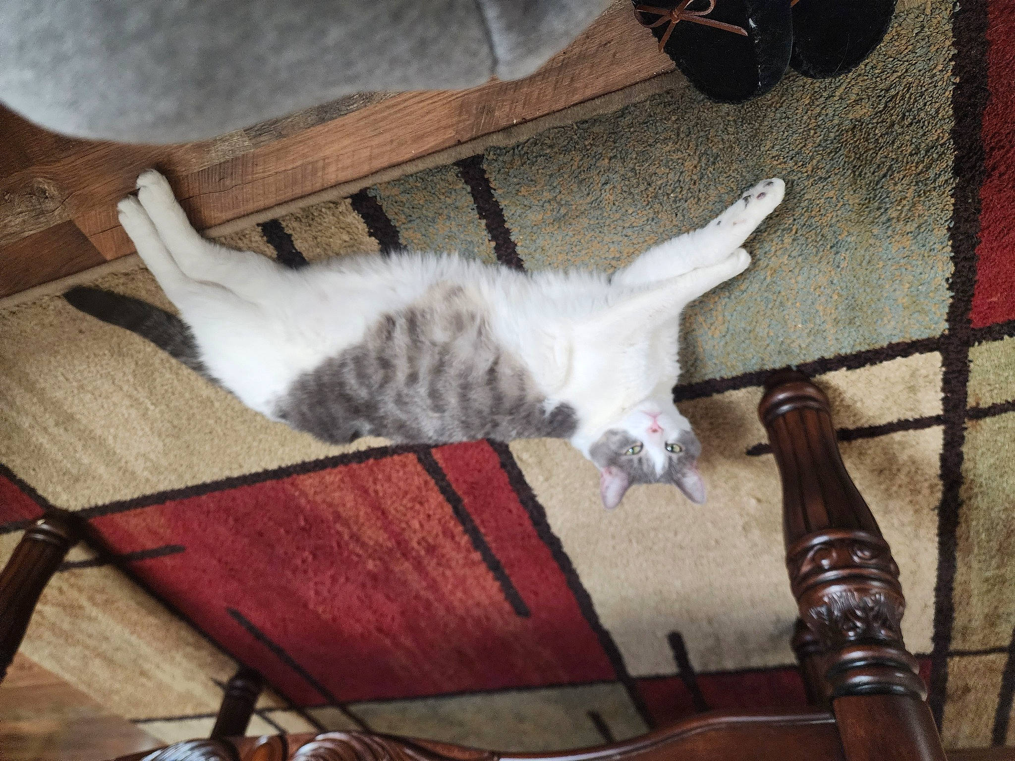 Bella is registered to the contest to win money with this photo: carnivore, cat, chair, claw, comfort, domestic_short_haired_cat, felidae, flooring, fur, hardwood, lap, metal, paw, plant, room, small_to_medium_sized_cats, tail, vehicle, whiskers, wood