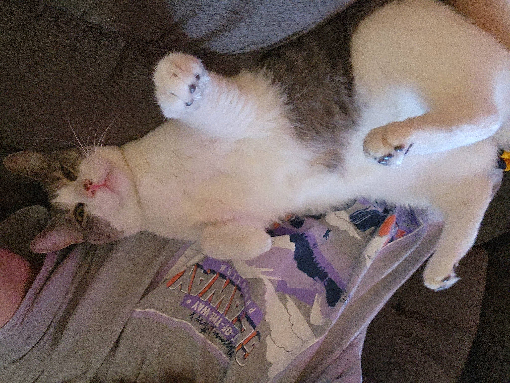 Bella joined the competition — help win amazing prizes! canidae, carnivore, cat, claw, collar, comfort, dog_breed, domestic_short_haired_cat, fawn, felidae, fur, lap, paw, small_to_medium_sized_cats, snout, tail, vertebrate, whiskers