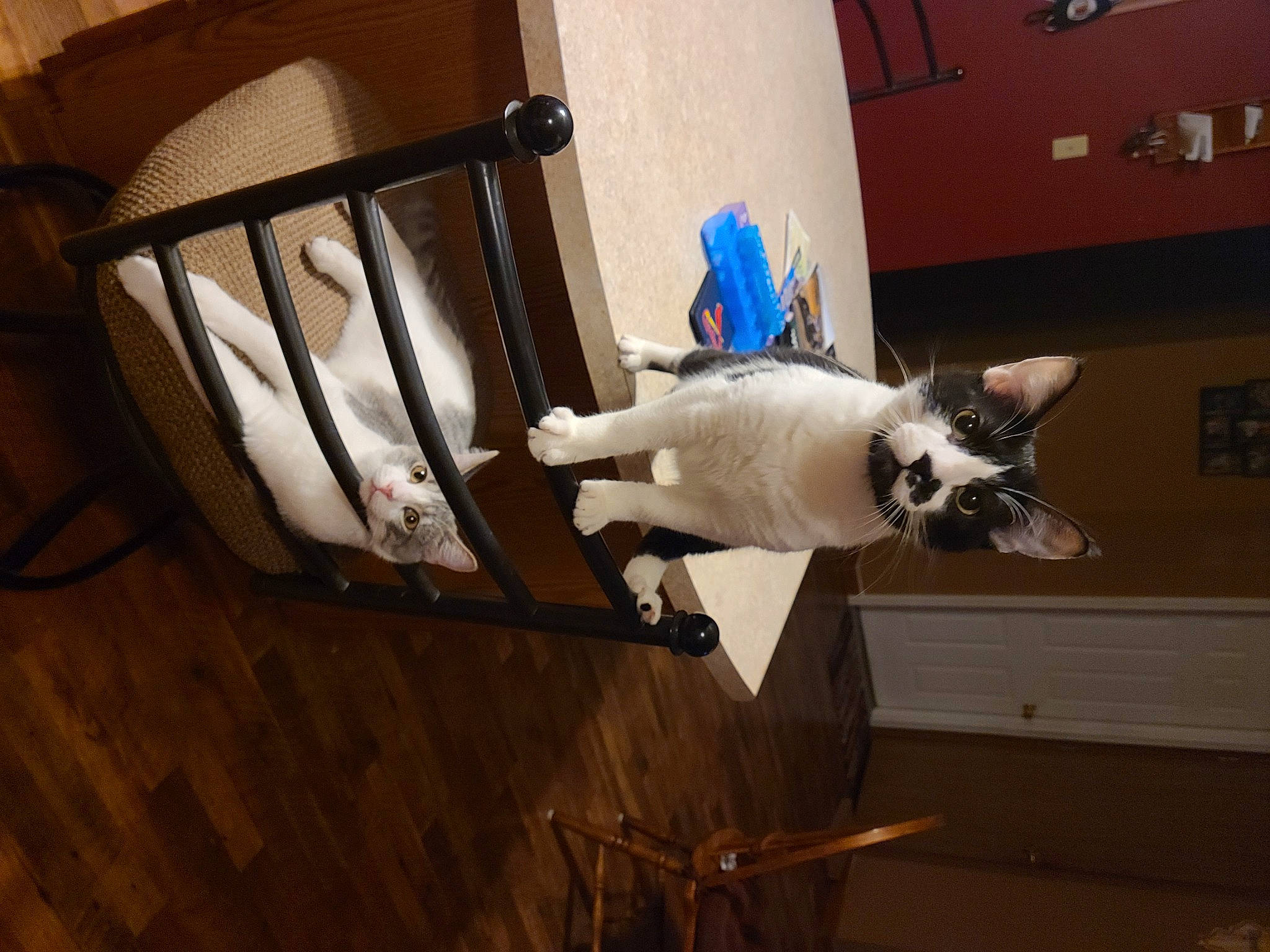 Bombalurina joined the competition — help win amazing prizes! carnivore, cat, collar, comfort, companion_dog, dog_breed, domestic_short_haired_cat, door, fawn, felidae, floor, flooring, fur, hardwood, room, small_to_medium_sized_cats, sporting_group, tail, whiskers, wood