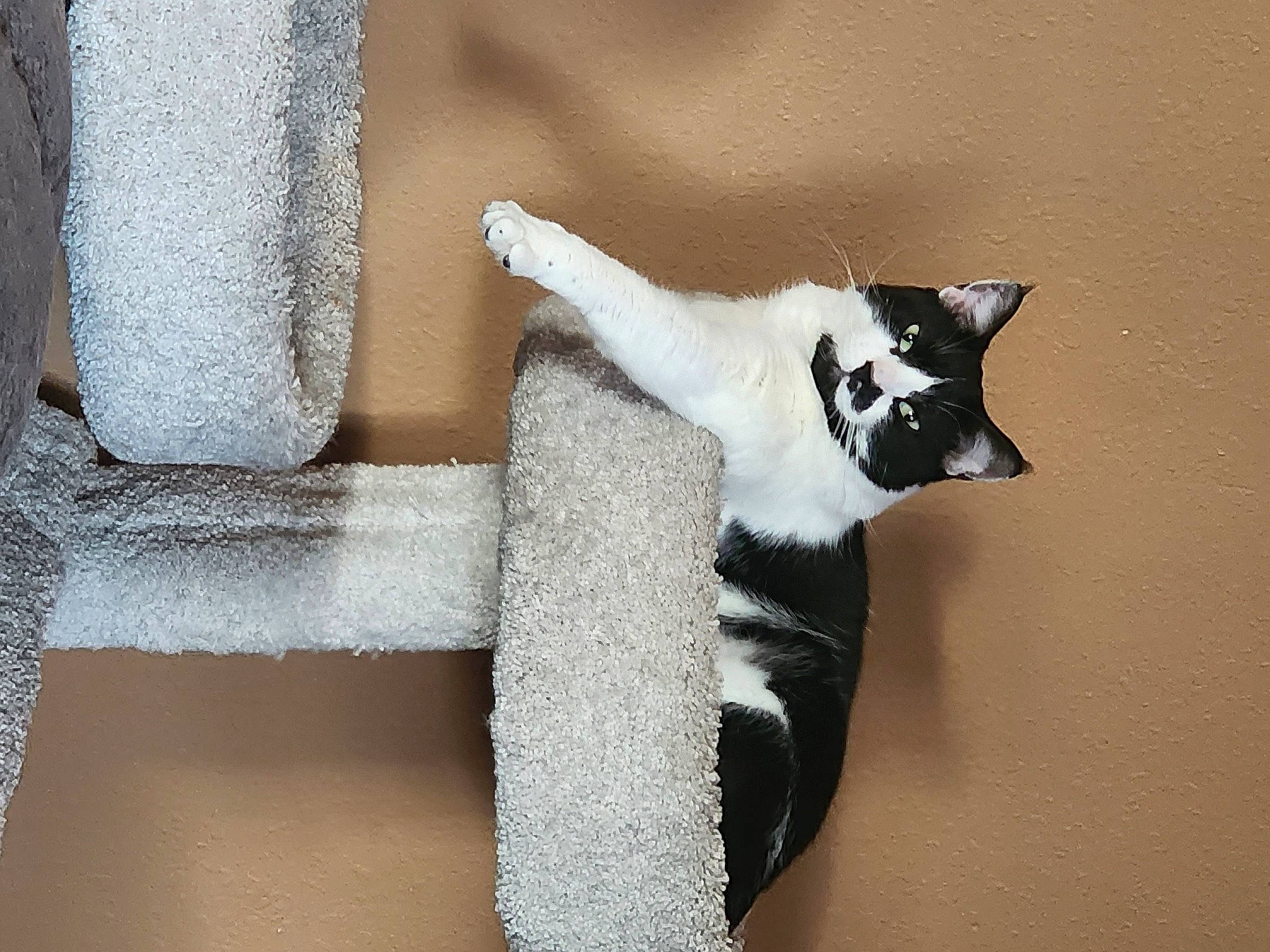 Bombalurina joined the competition — help win amazing prizes! canidae, carnivore, cat, cat_furniture, cat_supply, companion_dog, dog_breed, domestic_short_haired_cat, eye, felidae, fur, grey, paw, small_to_medium_sized_cats, snout, tail, terrestrial_animal, whiskers, window, wood