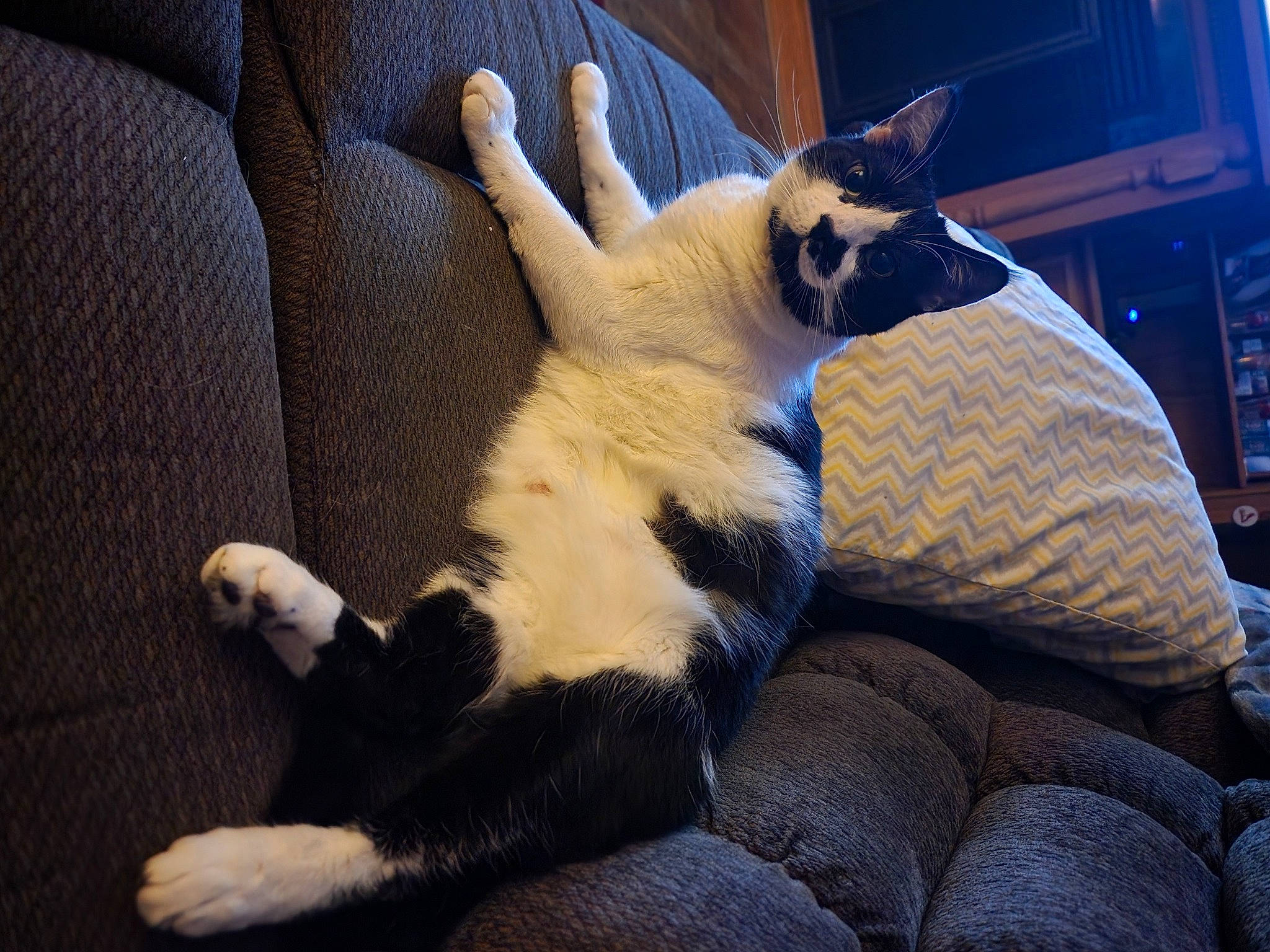 Bombalurina is registered to the contest to win money with this photo: canidae, carnivore, cat, claw, comfort, companion_dog, dog_breed, domestic_short_haired_cat, fawn, felidae, foot, fur, human_leg, paw, small_to_medium_sized_cats, snout, tail, terrestrial_animal, thai, whiskers