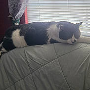 Bombalurina is registered to the contest to win money with this photo: cat, black_and_white, sleeping, indoor, couch, quilted_blanket, window, blinds, curtain, relaxing, feline, pet, domestic_animal, resting, fur, whiskers, paw, daylight, home, cozy