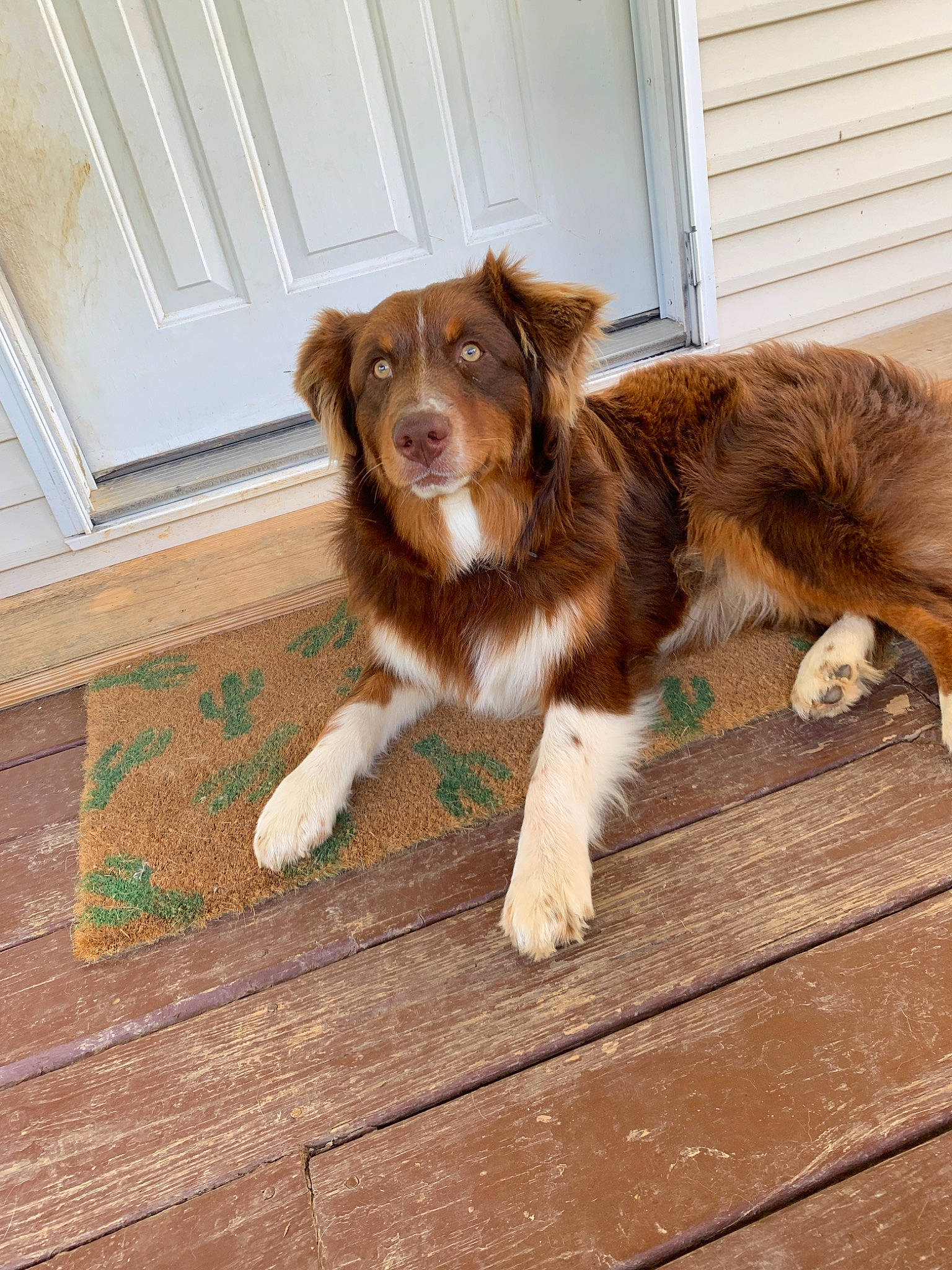 Duke is registered to the contest to win money with this photo: australian_collie, australian_shepherd, basque_shepherd_dog, border_collie, canidae, carnivore, companion_dog, dog, dog_breed, english_shepherd, fawn, liver, mammal, miniature_australian_shepherd, nova_scotia_duck_tolling_retriever, puppy, sporting_group, vertebrate