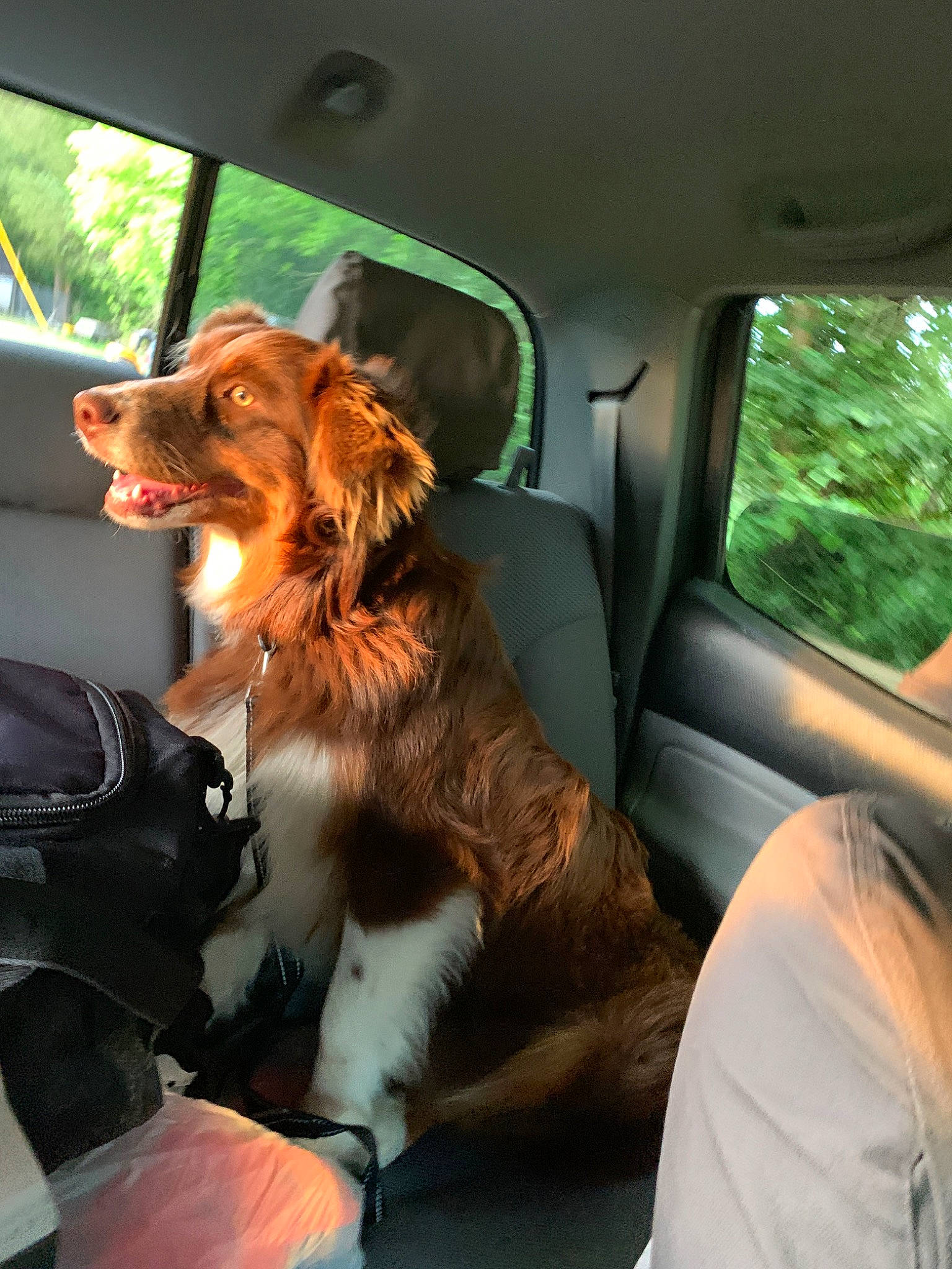 Duke joined the competition — help win amazing prizes! auto_part, canidae, car, car_seat, carnivore, companion_dog, dog, dog_breed, fawn, king_charles_spaniel, kooikerhondje, spaniel, sporting_group, vehicle, vehicle_door