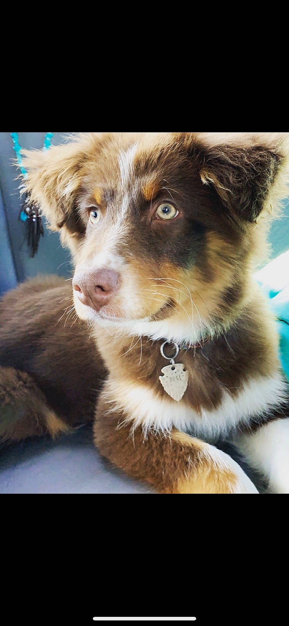 Duke is registered to the contest to win money with this photo: australian_collie, australian_shepherd, border_collie, canidae, carnivore, companion_dog, dog, dog_breed, mammal, miniature_australian_shepherd, nose, photo_caption, photography, puppy, rare_breed_dog, snout, street_dog, vertebrate, whiskers, working_dog