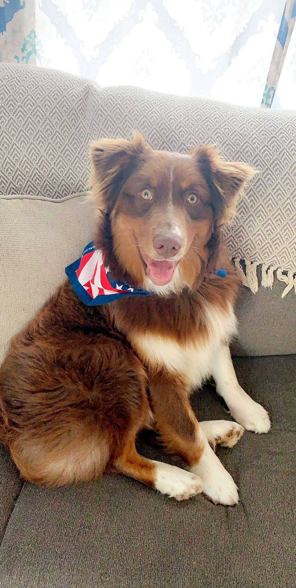 Duke is registered to the contest to win money with this photo: australian_collie, australian_kelpie, australian_shepherd, basque_shepherd_dog, border_collie, canidae, carnivore, companion_dog, dog, dog_breed, fawn, herding_dog, liver, mammal, miniature_australian_shepherd, rare_breed_dog, small_greek_domestic_dog, sporting_group, vertebrate, working_dog