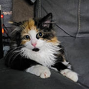 Zaho participe au concours pour gagner de l'argent avec cette photo : kitten, calico, cat, fluffy, cute, pet, animal, whiskers, pink_nose, couch, indoor, fur, paws, eyes, relaxed, domestic_animal, mammal, young, portrait, feline